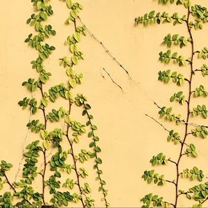 Meet your Posher, Ashton